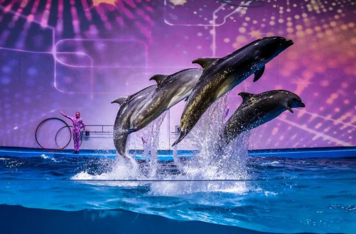 Oceanarium
