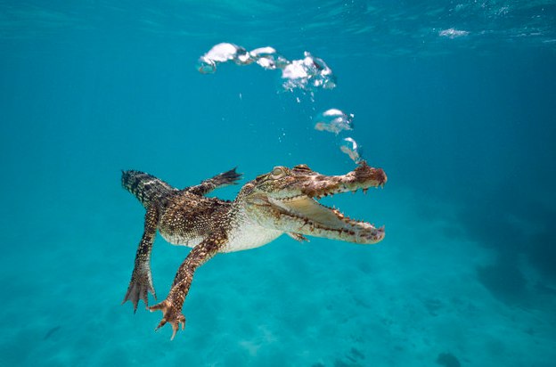Crocodile farm "Crocodileville"