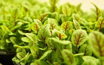 Green Ferma